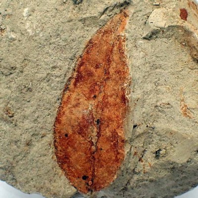 Buy fossil collection leaves, Ficus sp. (Dicotyledonae)-FH362 Buy fossil collection leaves, Ficus sp. (Dicotyledonae)-FH362