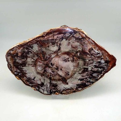 Buy fossil collection,Araucaria polysporin-FH381 Buy fossil collection,Araucaria polysporin-FH381