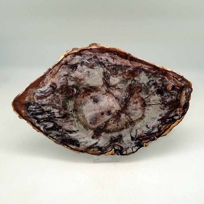 Buy fossil collection,Araucaria polysporin-FH381 Buy fossil collection,Araucaria polysporin-FH381