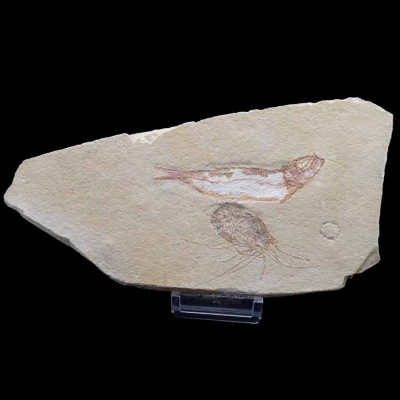Buy fossil collection,Carpopenaeus callirostris with Scombroclupea macrophtalma-FC15