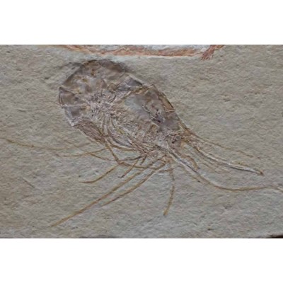 Buy fossil collection,Carpopenaeus callirostris with Scombroclupea macrophtalma-FC15