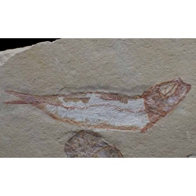 Buy fossil collection,Carpopenaeus callirostris with Scombroclupea macrophtalma-FC15