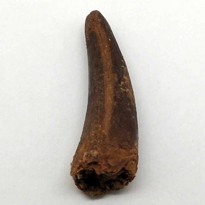 Buy fossil tooth of Elosuchus cherifiensis-FAR12 Buy fossil tooth of Elosuchus cherifiensis-FAR12