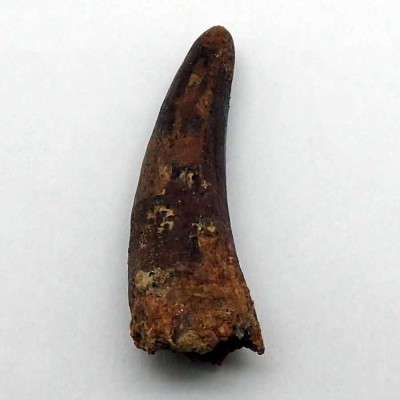 Buy fossil tooth of Elosuchus cherifiensis-FAR12 Buy fossil tooth of Elosuchus cherifiensis-FAR12