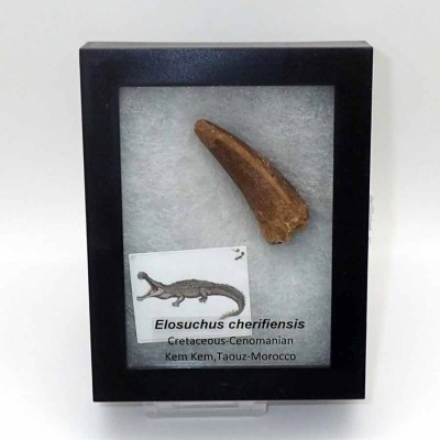 Buy fossil tooth of Elosuchus cherifiensis-FAR12 Buy fossil tooth of Elosuchus cherifiensis-FAR12