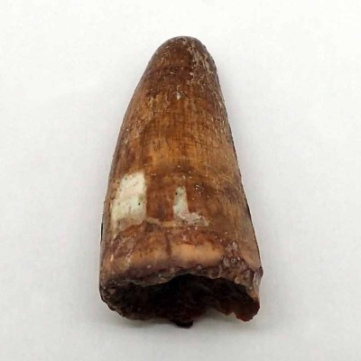 Buy fossil tooth of  Sarchosuchus sp-FAR17