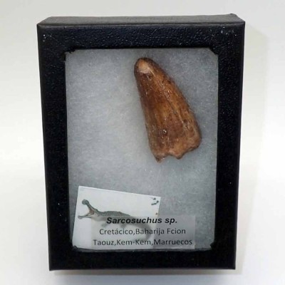 Buy fossil tooth of  Sarchosuchus sp-FAR17
