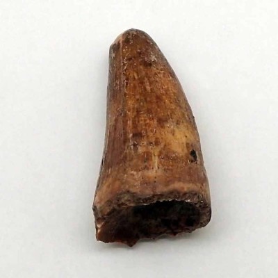 Buy fossil tooth of  Sarchosuchus sp-FAR17