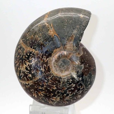 Comprar Ammonites,Phylloceras heterophyllum-FA040 Comprar Ammonites,Phylloceras heterophyllum-FA040