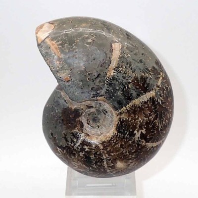 Comprar Ammonites,Phylloceras heterophyllum-FA040 Comprar Ammonites,Phylloceras heterophyllum-FA040