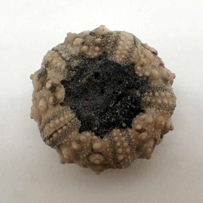 Comprar erizo fosil,Hemicidaris purbeckensis-F639