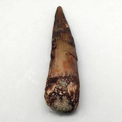 Comprar diente Spinosaurus aegyptiacus-FD137 Comprar diente Spinosaurus aegyptiacus-FD137