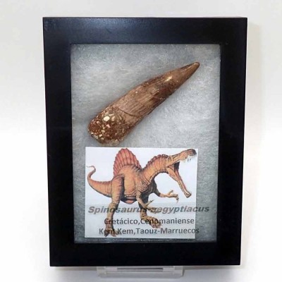Comprar diente Spinosaurus aegyptiacus-FD137 Comprar diente Spinosaurus aegyptiacus-FD137