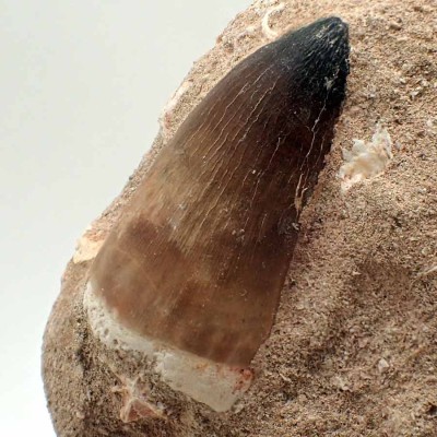 Comprar dientes de Mosasaurio,Mosasaurus beaugei-FAR14 Comprar dientes de Mosasaurio,Mosasaurus beaugei-FAR14