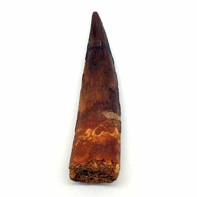 Comprar dientes de dinosaurio ,Spinosaurus marrocanus - FD141