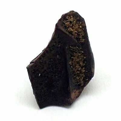 Buy dinosaur tooth,Triceratops horridus-FD188 Buy dinosaur tooth,Triceratops horridus-FD188