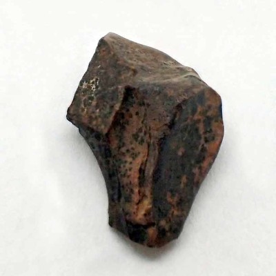 Buy dinosaur tooth,Triceratops horridus-FD188 Buy dinosaur tooth,Triceratops horridus-FD188