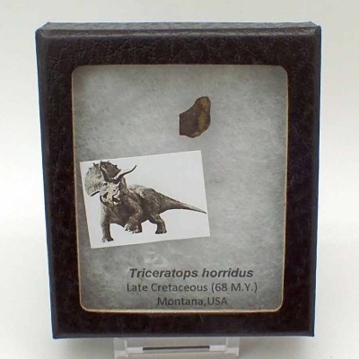 Buy dinosaur tooth,Triceratops horridus-FD188 Buy dinosaur tooth,Triceratops horridus-FD188