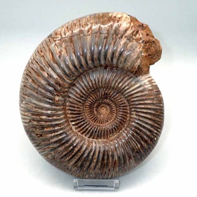 Comprar ammonites de colección ,Katroliceras matsumotoi-FA139 Comprar ammonites de colección ,Katroliceras matsumotoi-FA139