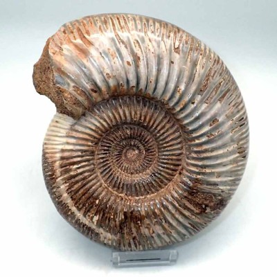 Comprar ammonites de colección ,Katroliceras matsumotoi-FA139 Comprar ammonites de colección ,Katroliceras matsumotoi-FA139
