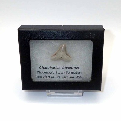 Buy fossil shark teeth, Carcharias obscurus-F120 Buy fossil shark teeth, Carcharias obscurus-F120