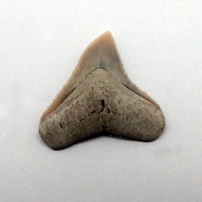 Buy fossil shark teeth, Carcharias obscurus-F120 Buy fossil shark teeth, Carcharias obscurus-F120