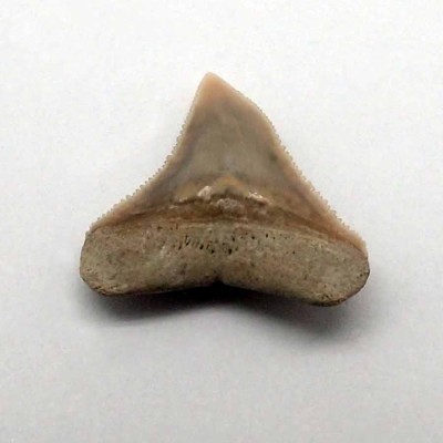 Buy fossil shark teeth, Carcharias obscurus-F120 Buy fossil shark teeth, Carcharias obscurus-F120