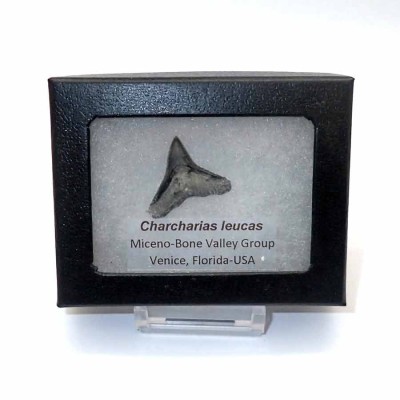 Buy fossil shark teeth,Carcharias leucas-F108 Buy fossil shark teeth,Carcharias leucas-F108