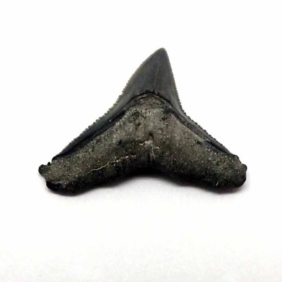 Buy fossil shark teeth,Carcharias leucas-F108 Buy fossil shark teeth,Carcharias leucas-F108