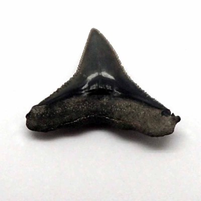 Buy fossil shark teeth,Carcharias leucas-F108 Buy fossil shark teeth,Carcharias leucas-F108