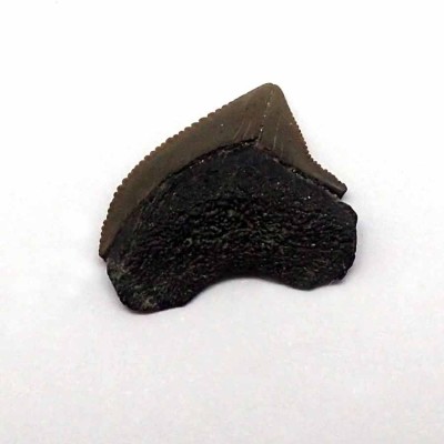 Comprar dientes de tiburón fósil,Squalicorax pristodontus-F071 Comprar dientes de tiburón fósil,Squalicorax pristodontus-F071