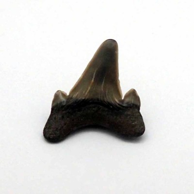 Comprar dientes de tiburón fósil,Otodus obliquus-F060 Comprar dientes de tiburón fósil,Otodus obliquus-F060