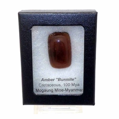 Comprar ambar de colección, Ámbar Burmita - A18 Comprar ambar de colección, Ámbar Burmita - A18