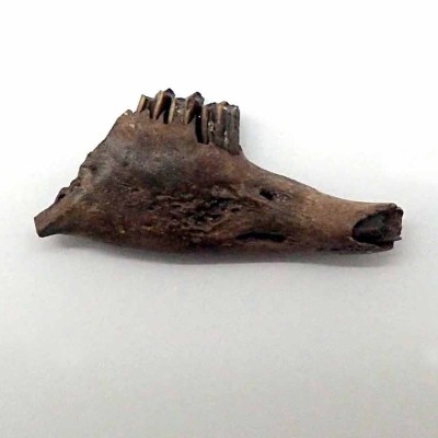 Fossil Rabbit Jaw from the Pleistocene of Florida- Sylvilagus floridanus-FM15 Fossil Rabbit Jaw from the Pleistocene of Florida- Sylvilagus floridanus-FM15