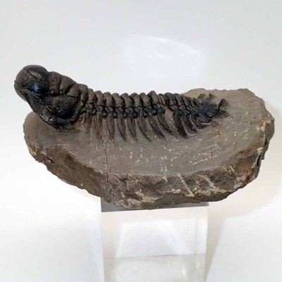 Comprar trilobites de colección,Cheirurus  gibbus-FT433
