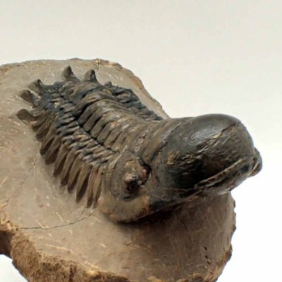Comprar trilobites de colección,Cheirurus  gibbus-FT433