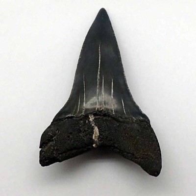 Dientes de colección Isurus hastalis - F061 Dientes de colección Isurus hastalis - F061