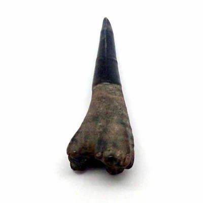 Buy tooth from a sawfish,Ischyrhiza mira-F062