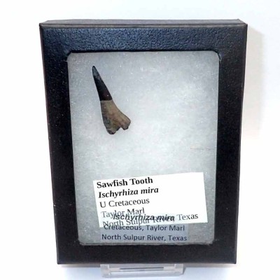Buy tooth from a sawfish,Ischyrhiza mira-F062
