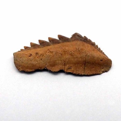 Comprar dientes fósiles de colección,Notidanodon loozi-F104 Comprar dientes fósiles de colección,Notidanodon loozi-F104