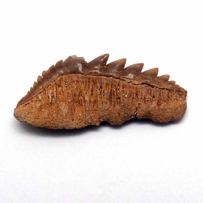 Comprar dientes fósiles de colección,Notidanodon loozi-F104 Comprar dientes fósiles de colección,Notidanodon loozi-F104