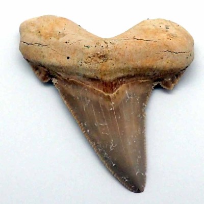 Buy fossil shark teeth, Carcharocles aksuaticus-F130 Buy fossil shark teeth, Carcharocles aksuaticus-F130