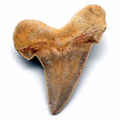 Buy fossil shark teeth, Carcharocles aksuaticus-F130 Buy fossil shark teeth, Carcharocles aksuaticus-F130