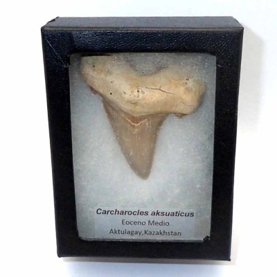 Buy fossil shark teeth, Carcharocles aksuaticus-F130 Buy fossil shark teeth, Carcharocles aksuaticus-F130