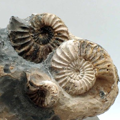 Comprar Ammonites de colección,Pleuroceras spinatum-FA158 Comprar Ammonites de colección,Pleuroceras spinatum-FA158