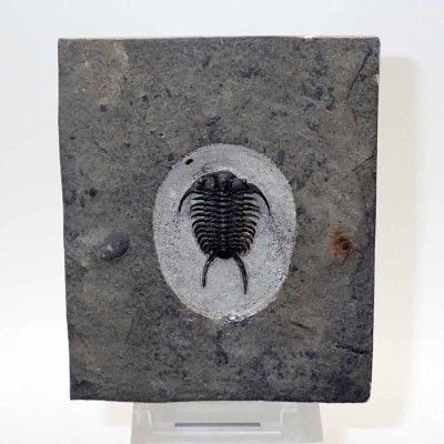 Comprar Trilobites de colección,Ceraurus pleurexanthus-FT573 Comprar Trilobites de colección,Ceraurus pleurexanthus-FT573