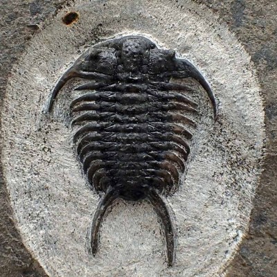 Comprar Trilobites de colección,Ceraurus pleurexanthus-FT573 Comprar Trilobites de colección,Ceraurus pleurexanthus-FT573