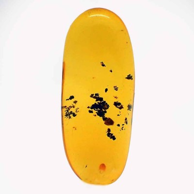 Ambar de colección Lepidóptero e insectos - A43