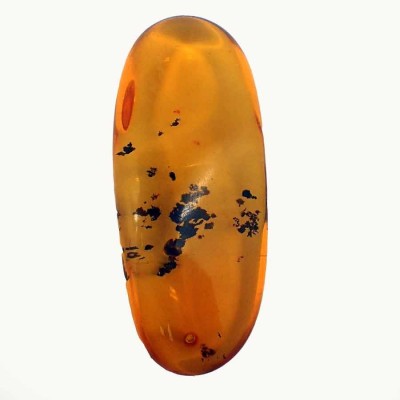 Ambar de colección Lepidóptero e insectos - A43