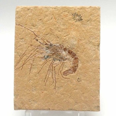 Comprar Crustaceos de colección Carpopenaeus callirostris - FC16